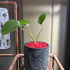 多肉植物 観葉植物 斑入りモンステラの画像
