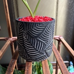 多肉植物 観葉植物 斑入りモンステラの画像