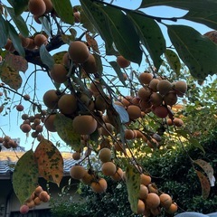 15個　無農薬　京都市　渋柿　つるし柿　季節仕事　干し柿の画像