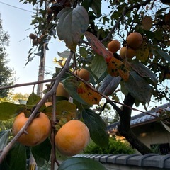 15個　無農薬　京都市　渋柿　つるし柿　季節仕事　干し柿の画像