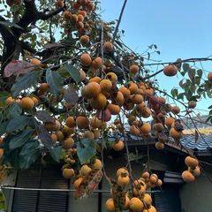 15個　無農薬　京都市　渋柿　つるし柿　季節仕事　干し柿の画像