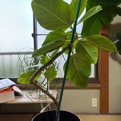 観葉植物 ゴムの木 アルテシマの画像