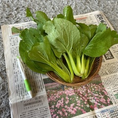 野菜　本日15:30獲れたて！　　の画像