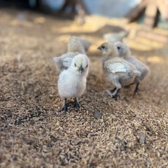 烏骨鶏ヒナオス