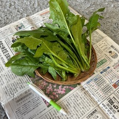 野菜　本日15:30獲れたて！　　の画像