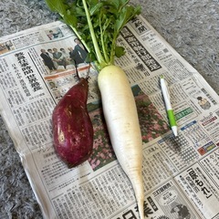 野菜　本日15:30獲れたて！　　の画像