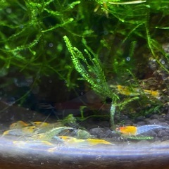 チェリーシュリンプ、ルリーシュリンプ混合の画像