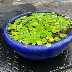 睡蓮鉢　ビオトープの画像