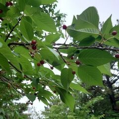 種から育てた夙川の桜の苗の画像