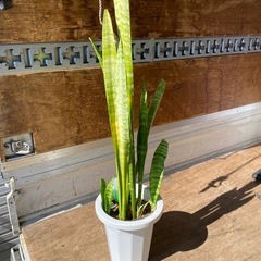 観葉植物の画像