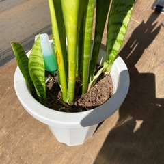 観葉植物の画像