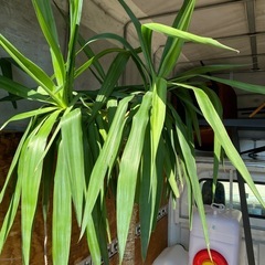 大きな 観葉植物の画像