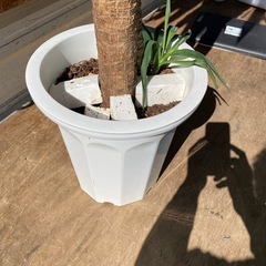 大きな 観葉植物の画像