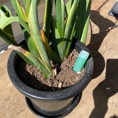 観葉植物の画像