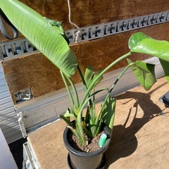 観葉植物の画像