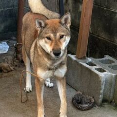 四国犬　里親募集