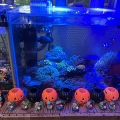 カクレクマノミの画像