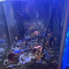 カクレクマノミの画像