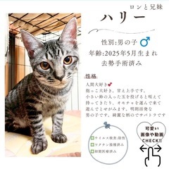 10/26(日)10:30〜保護猫の譲渡会【大刀洗ドリーム…