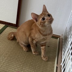 可愛い茶トラくん💛