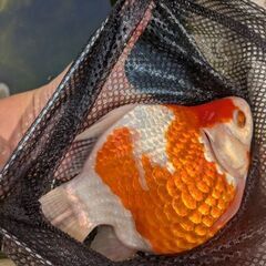 玉サバ　新潟県有名血統　5匹　二腹目分