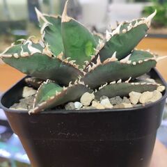 【アガベ】チタノタ 　狼人　プレステラ90深鉢の画像