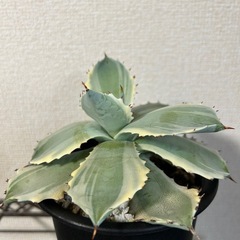 アガベ イシスメンシス 王妃甲蟹錦
の画像