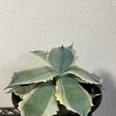 アガベ イシスメンシス 王妃甲蟹錦
の画像