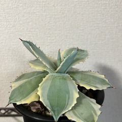 アガベ イシスメンシス 王妃甲蟹錦
の画像