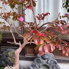 祖父👴の盆栽🪴百日紅サルスベリ‼️の画像