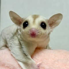 フクロモモンガ　クリミノ双子君