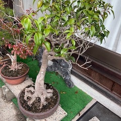 すごーーーく大きい盆栽🪴の画像