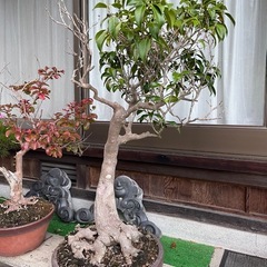 すごーーーく大きい盆栽🪴の画像