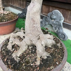 すごーーーく大きい盆栽🪴の画像