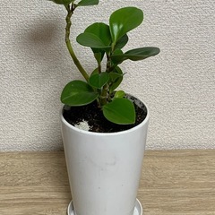 ペペロミア
オブツシフォリアの画像