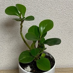 ペペロミア
オブツシフォリアの画像