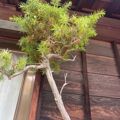祖父👴の盆栽🪴ネズ✨✨おしゃれ‼️の画像