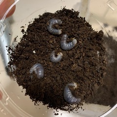 【初2齢幼虫5頭セット】ヨルゲンセンヒメゾウカブト原名亜種　ヨルゲンセンの画像