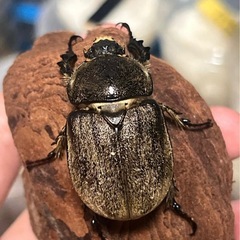 【初2齢幼虫5頭セット】ヨルゲンセンヒメゾウカブト原名亜種　ヨルゲンセンの画像