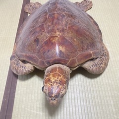 置き物   (値下げ可能)の画像