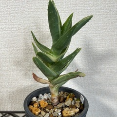 アロエ 不夜城錦の画像