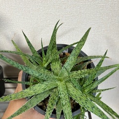 アロエ ドリアンブラックの画像