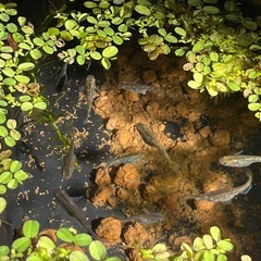 フロマージュ　メダカ　１０匹の画像