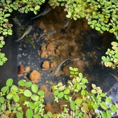 フロマージュ　メダカ　１０匹の画像