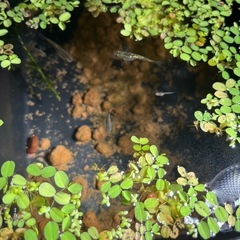 フロマージュ　メダカ　１０匹の画像