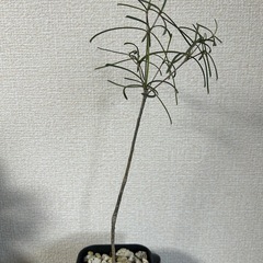 ユーフォルビア ヘディオトイデスの画像
