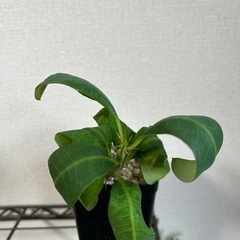ユーフォルビア レッドサンの画像
