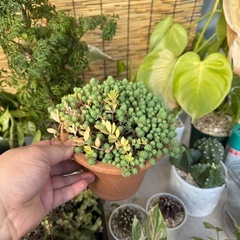 セダム寄せ植えの画像