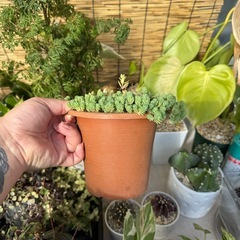 セダム寄せ植えの画像
