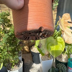 セダム寄せ植えの画像